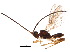  (Pambolus Malaise8158 - BIOUG13945-G08)  @14 [ ] CreativeCommons - Attribution (2015) CBG Photography Group Centre for Biodiversity Genomics