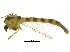  (Chironomus occidentalis - BIOUG22552-B06)  @12 [ ] CreativeCommons - Attribution (2015) CBG Photography Group Centre for Biodiversity Genomics