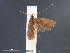  (Lecithocera chersitis - SL0397)  @13 [ ] CreativeCommons - Attribution Non-Commercial Share-Alike (2011) Sangmi Lee Mississippi Entomological Museum