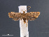  (Lecithocera levirota - SL0398)  @14 [ ] CreativeCommons - Attribution Non-Commercial Share-Alike (2011) Sangmi Lee Mississippi Entomological Museum