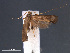  (Torodora vietnamensis - SL0402)  @12 [ ] CreativeCommons - Attribution Non-Commercial Share-Alike (2011) Sangmi Lee Mississippi Entomological Museum