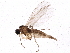  (Corynoptera subdentata - BIOUG04090-C03)  @13 [ ] CreativeCommons - Attribution (2013) CBG Photography Group Centre for Biodiversity Genomics