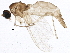  (Corynoptera levis - BIOUG04153-F09)  @14 [ ] CreativeCommons - Attribution (2013) CBG Photography Group Centre for Biodiversity Genomics