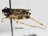  (Evacanthus acuminatus - BIOUG04504-A09)  @14 [ ] CreativeCommons - Attribution (2013) CBG Photography Group Centre for Biodiversity Genomics