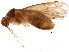  (Pinalitus rubricatus - BIOUG04220-C05)  @14 [ ] CreativeCommons - Attribution (2012) CBG Photography Group Centre for Biodiversity Genomics