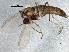  (Bryophaenocladius nitidicollis - BIOUG04269-A02)  @13 [ ] CreativeCommons - Attribution (2013) CBG Photography Group Centre for Biodiversity Genomics
