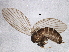  (Pericoma rivularis - BIOUG04296-D03)  @13 [ ] CreativeCommons - Attribution (2013) CBG Photography Group Centre for Biodiversity Genomics