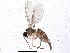  (Corynoptera obscuripila - BIOUG04362-F06)  @13 [ ] CreativeCommons - Attribution (2013) CBG Photography Group Centre for Biodiversity Genomics