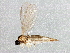  (Corynoptera alneti - BIOUG04433-F11)  @14 [ ] CreativeCommons - Attribution (2013) CBG Photography Group Centre for Biodiversity Genomics