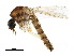  (Mimomyia mimomyiaformis - BIOUG36015-A10)  @11 [ ] CreativeCommons - Attribution (2018) CBG Photography Group Centre for Biodiversity Genomics