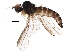  (Trichinomyia flavipes - BIOUG16706-B12)  @12 [ ] CreativeCommons - Attribution (2015) CBG Photography Group Centre for Biodiversity Genomics
