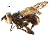  (Myopinae - BIOUG17000-C03)  @15 [ ] CreativeCommons - Attribution (2015) CBG Photography Group Centre for Biodiversity Genomics