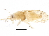  (Cacopsylla peregrina - BIOUG17378-D01)  @14 [ ] CreativeCommons - Attribution (2015) CBG Photography Group Centre for Biodiversity Genomics