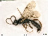  (Dicaelotus pictus - BIOUG05261-F05)  @14 [ ] by-nc-sa (2020) SNSB, Staatliche Naturwissenschaftliche Sammlungen Bayerns SNSB, Zoologische Staatssammlung Muenchen