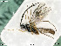  (Helictes borealis - BIOUG05398-C06)  @14 [ ] by-nc-sa (2020) SNSB, Staatliche Naturwissenschaftliche Sammlungen Bayerns SNSB, Zoologische Staatssammlung Muenchen