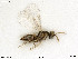  (Aprostocetus blastophagusi - BIOUG08177-H05)  @11 [ ] by-nc-sa (2020) SNSB, Staatliche Naturwissenschaftliche Sammlungen Bayerns SNSB, Zoologische Staatssammlung Muenchen