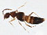  (Myrmecocephalus cingulatus - BIOUG02789-A06)  @14 [ ] CreativeCommons - Attribution (2013) CBG Photography Group Centre for Biodiversity Genomics