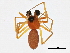  (Styloctetor purpurescens - BIOUG04496-E11)  @14 [ ] CreativeCommons - Attribution (2013) CBG Photography Group Centre for Biodiversity Genomics