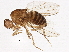  (Drosophila macrospina - BIOUG03024-A07)  @14 [ ] CreativeCommons - Attribution (2013) CBG Photography Group Centre for Biodiversity Genomics