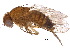  (Drosophila suzukii - BIOUG03046-F06)  @14 [ ] CreativeCommons - Attribution (2015) CBG Photography Group Centre for Biodiversity Genomics