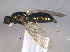  (Cephalochrysa nigricornis - BIOUG04382-A02)  @13 [ ] CreativeCommons - Attribution (2013) CBG Photography Group Centre for Biodiversity Genomics
