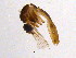  (Wyeomyia abebela - BIOUG04579-A09)  @13 [ ] CreativeCommons - Attribution (2013) CBG Photography Group Centre for Biodiversity Genomics