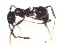  (Pheidole tschinkeli - BIOUG08167-D03)  @13 [ ] CreativeCommons - Attribution (2014) CBG Photography Group Centre for Biodiversity Genomics