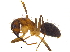  (Camponotus atriceps - BIOUG18597-E07)  @15 [ ] CreativeCommons - Attribution (2015) CBG Photography Group Centre for Biodiversity Genomics
