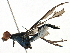  ( - BIOUG19236-H06)  @11 [ ] CreativeCommons - Attribution (2015) CBG Photography Group Centre for Biodiversity Genomics