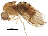  (Drosophila cuaso - BIOUG26932-C02)  @14 [ ] CreativeCommons - Attribution (2016) CBG Photography Group Centre for Biodiversity Genomics