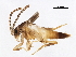  (Schizelythron - BIOUG39819-H04)  @11 [ ] CreativeCommons - Attribution (2019) CBG Photography Group Centre for Biodiversity Genomics