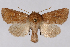  (Amphipoea lunata - 2011GM-0697)  @15 [ ] Copyright (2011) Gary McDonald Unspecified