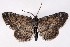  (Lobocleta granitaria - 2011GM-0753)  @14 [ ] Copyright (2011) Gary McDonald Unspecified