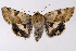  (Heliothis phloxiphaga - 2011GM-0799)  @15 [ ] Copyright (2011) Gary McDonald Unspecified