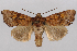 (Amphipoea pacifica - 2011GM-0866)  @14 [ ] Copyright (2011) Gary McDonald Unspecified