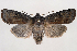  (Homoglaea carbonaria - 2011GM-0961)  @14 [ ] Copyright (2011) Gary McDonald Unspecified