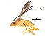  (Phanerotomella cf. spinosa - BIOUG20574-B07)  @11 [ ] CreativeCommons - Attribution (2017) CBG Photography Group Centre for Biodiversity Genomics