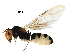  (Camponotus nr. reticulatus - BIOUG16864-C07)  @14 [ ] CreativeCommons - Attribution (2016) CBG Photography Group Centre for Biodiversity Genomics