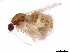  (Culex nigropunctatus - BIOUG41014-B08)  @11 [ ] CreativeCommons - Attribution (2019) CBG Photography Group Centre for Biodiversity Genomics