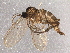  (Corynoptera verrucifera - BIOUG15539-H11)  @13 [ ] CreativeCommons - Attribution (2014) CBG Photography Group Centre for Biodiversity Genomics