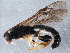  (Chorinaeus sp. 6715 - BIOUG15657-F02)  @13 [ ] CreativeCommons - Attribution (2015) CBG Photography Group Centre for Biodiversity Genomics