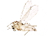  (Parakiefferiella bathophila - BIOUG15952-E06)  @14 [ ] CreativeCommons - Attribution (2015) CBG Photography Group Centre for Biodiversity Genomics