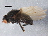  (Minettia longipennis - BIOUG16594-F03)  @14 [ ] CreativeCommons - Attribution (2015) CBG Photography Group Centre for Biodiversity Genomics