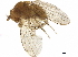  (Drosophila nepalensis - BIOUG40101-B10)  @11 [ ] CreativeCommons - Attribution (2019) CBG Photography Group Centre for Biodiversity Genomics