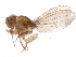  (Drosophila dunni - BIOUG30859-E07)  @11 [ ] CreativeCommons - Attribution (2018) CBG Photography Group Centre for Biodiversity Genomics