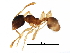  (Pheidole moerens - BIOUG31012-B03)  @14 [ ] CreativeCommons - Attribution (2017) CBG Photography Group Centre for Biodiversity Genomics