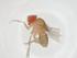  (Drosophila eugracilis - CBG-A15155-B11)  @11 [ ] CreativeCommons - Attribution Share - Alike (2023) Centre for Biodiversity Genomics Centre for Biodiversity Genomics