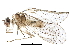  (Cuneopalpus - BIOUG25819-A05)  @15 [ ] CreativeCommons - Attribution (2015) CBG Photography Group Centre for Biodiversity Genomics