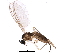  (Corynoptera concinna - BIOUG13392-E12)  @14 [ ] CreativeCommons - Attribution (2014) CBG Photography Group Centre for Biodiversity Genomics
