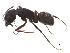  (Camponotus japonicus - BIOUG11682-E08)  @15 [ ] CreativeCommons - Attribution (2015) CBG Photography Group Centre for Biodiversity Genomics